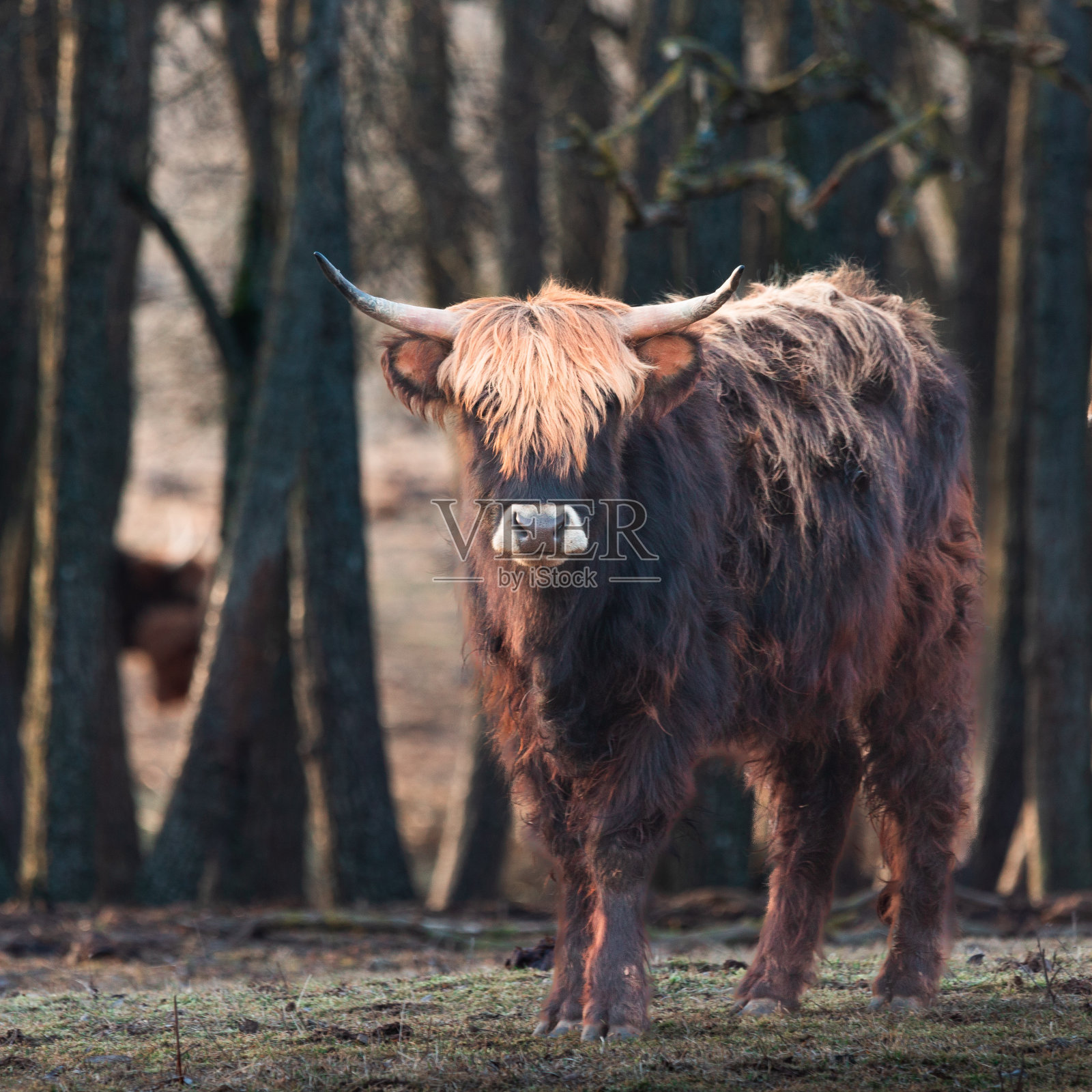 野性之美释放:一只毛茸茸的棕色奶牛在早春的雄伟肖像照片摄影图片