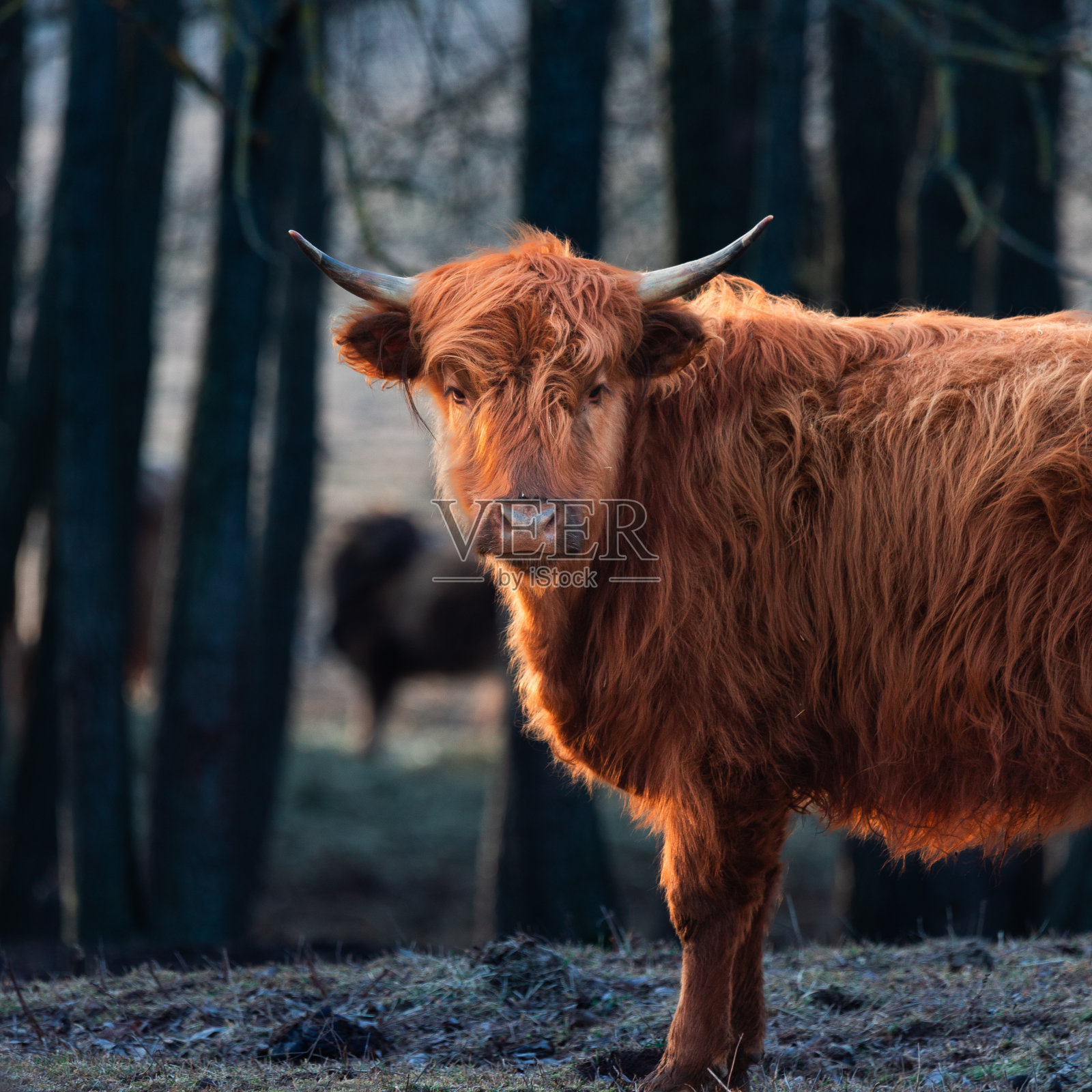 野性之美释放:一只毛茸茸的棕色奶牛在早春的雄伟肖像照片摄影图片