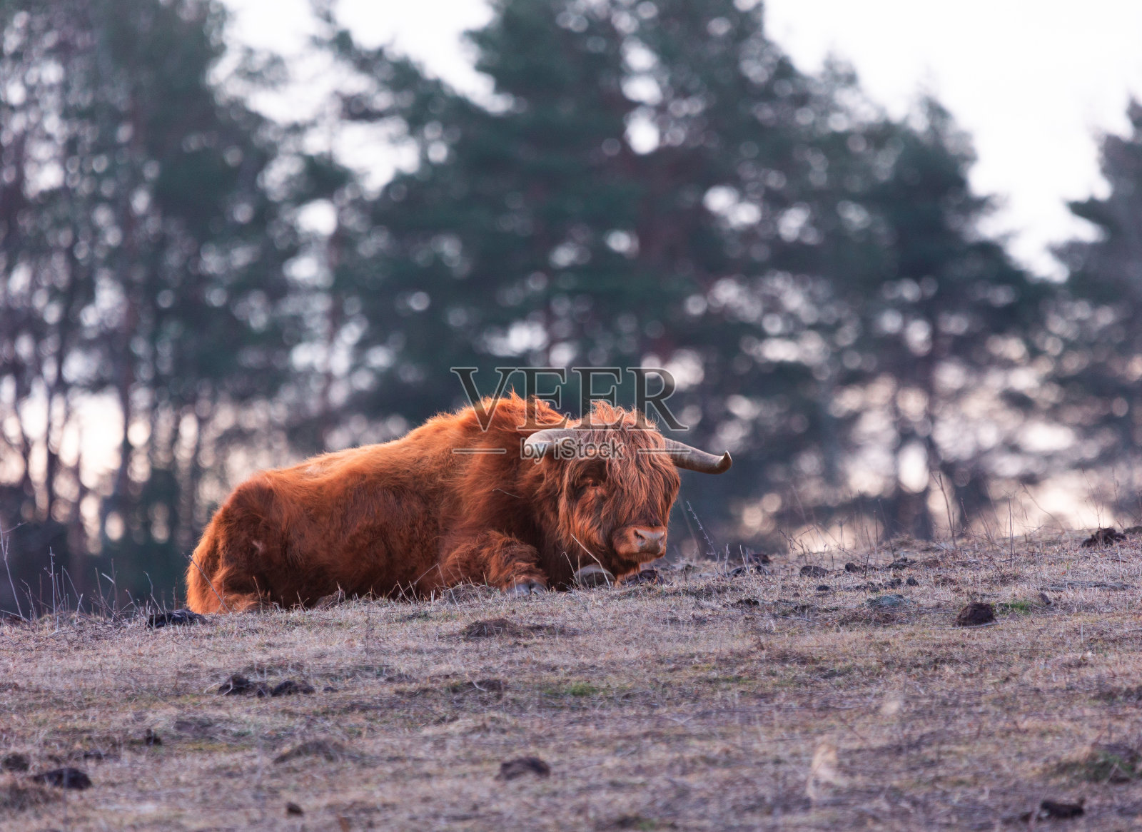 优雅的流浪者:在早春的田野里吃草的雄伟的棕色野牛照片摄影图片