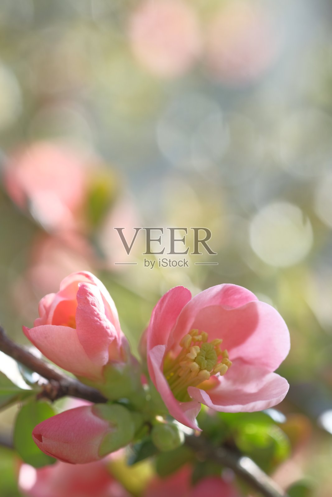 左边的苹果花被太阳照成粉红色。照片摄影图片