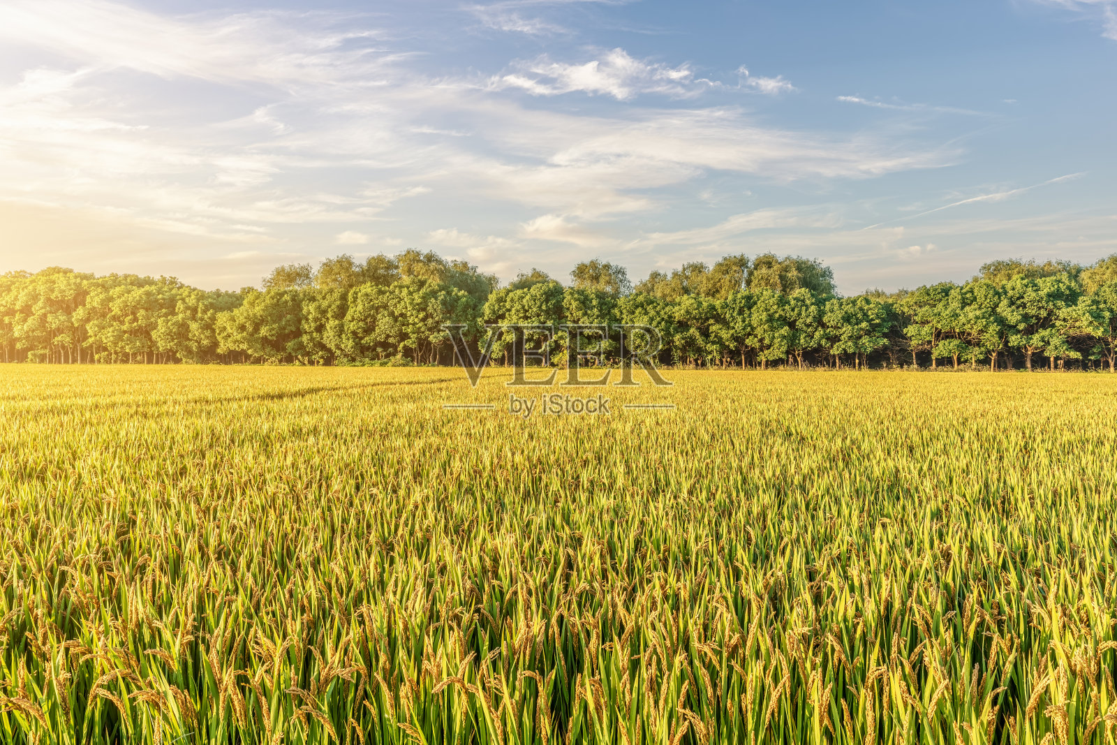 稻田和日落时的自然风光照片摄影图片