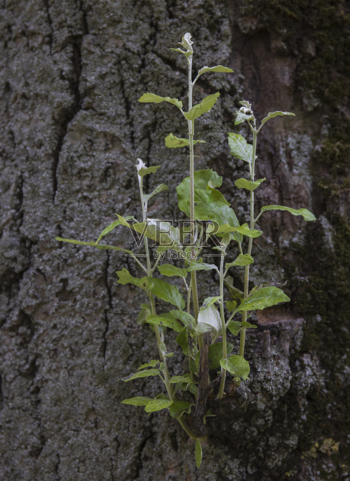 老树皮上的绿枝和嫩芽。照片摄影图片