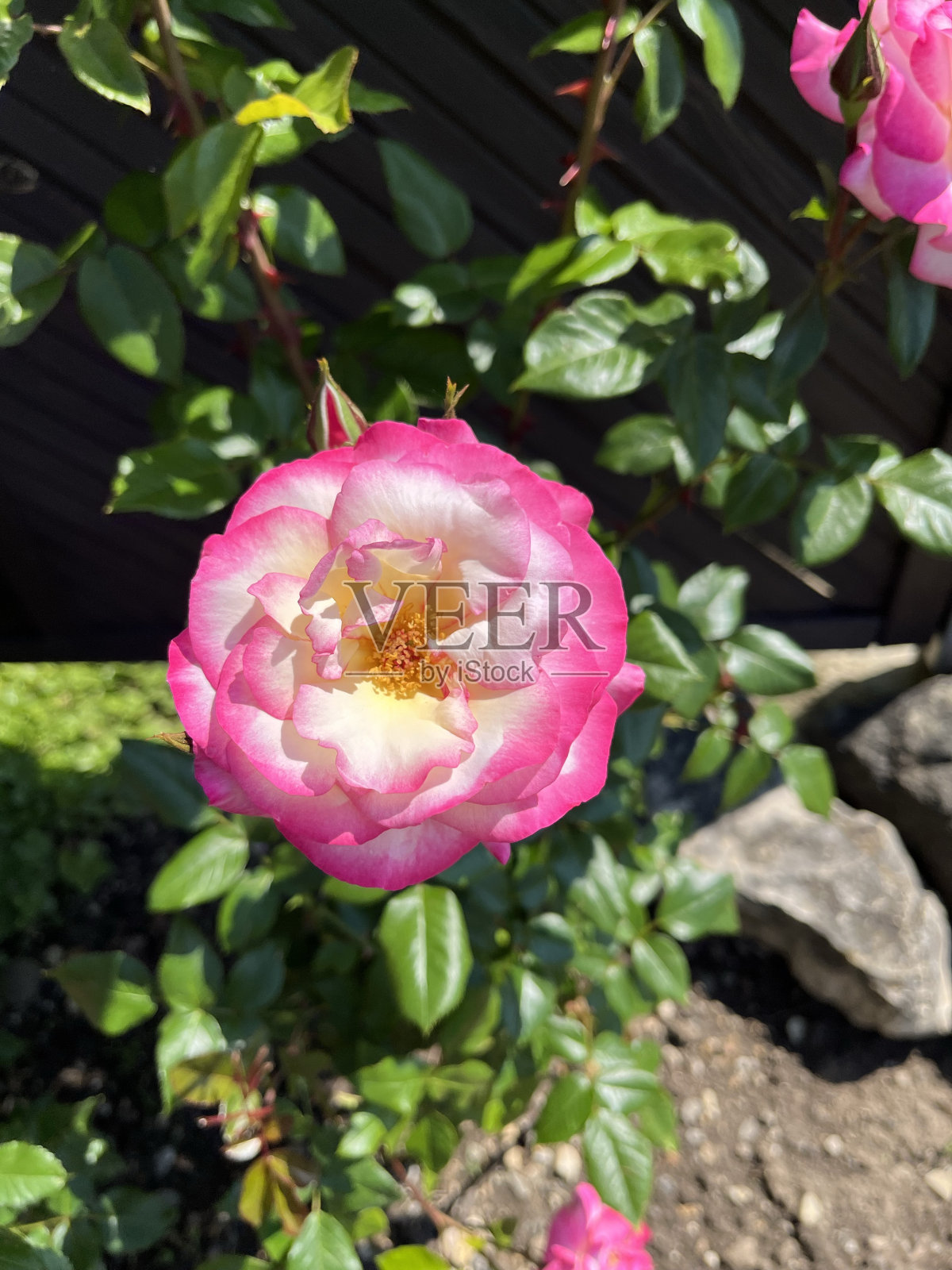 白玫瑰和粉红玫瑰照片摄影图片