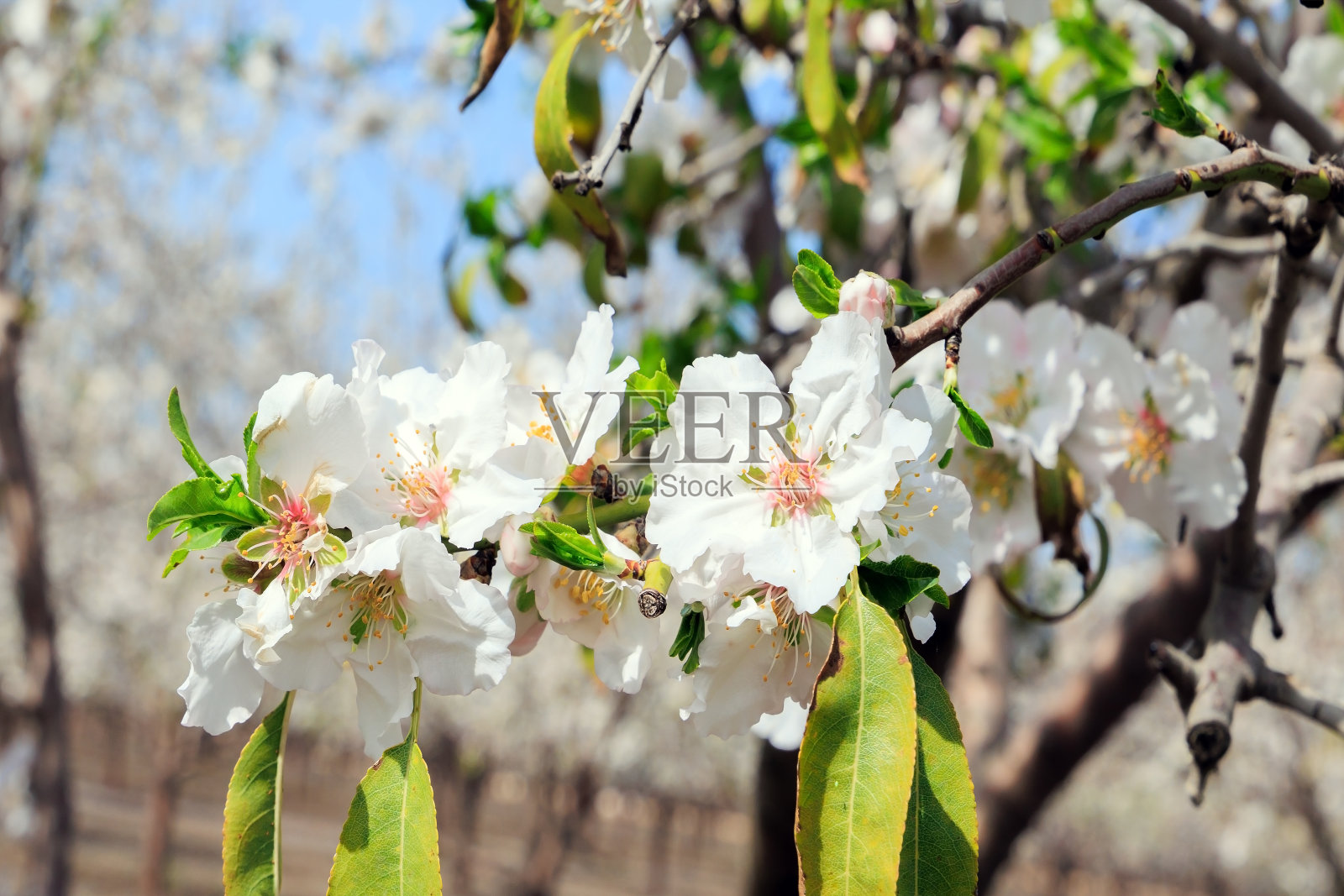 分支照片摄影图片