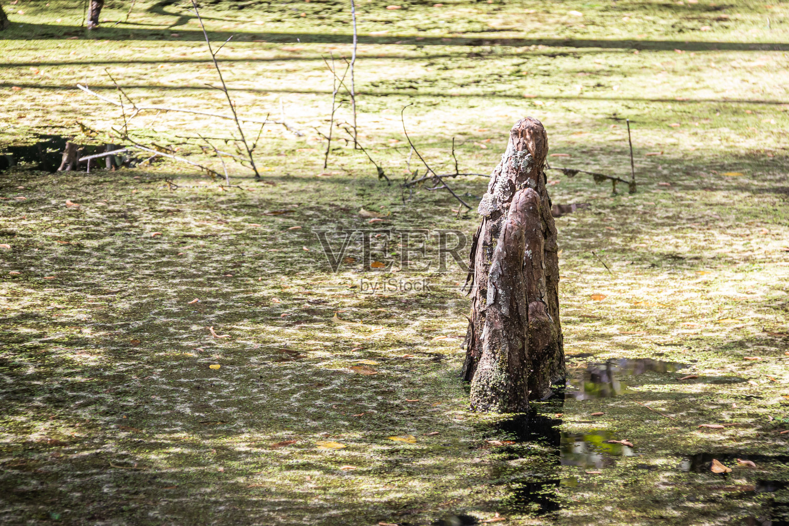 蜥蜴，动物，卡罗莱纳变色蜥，野生动物，动物，野生动物，爬行动物，树，树皮，爬行，自然，没有人，外面，户外，沼泽照片摄影图片