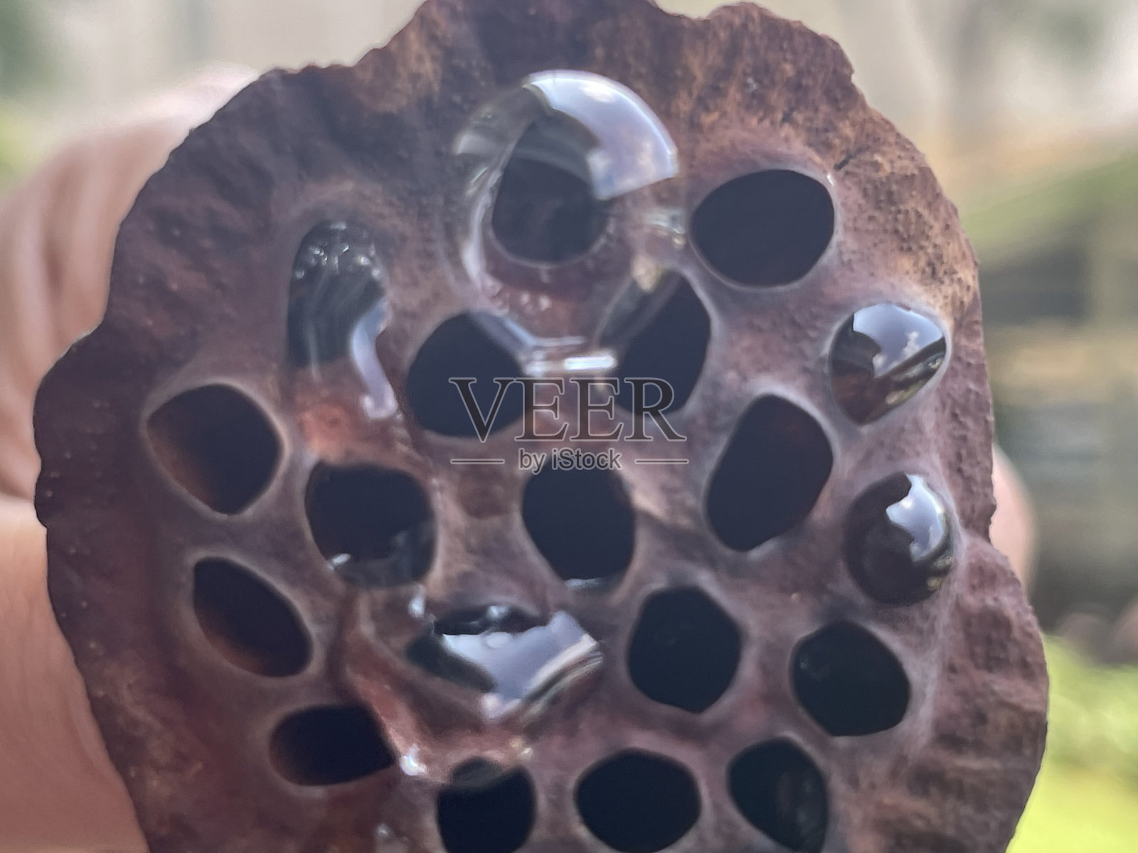 莲花照片摄影图片