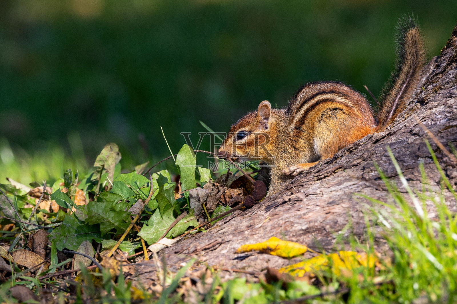 一棵树桩后面的草地上有一个小削片机照片摄影图片