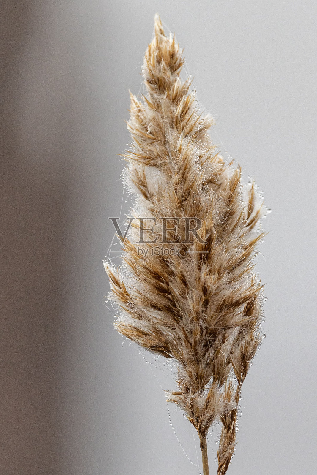 近距离拍摄的一片草叶和水滴，表明一个寒冷的雨天照片摄影图片