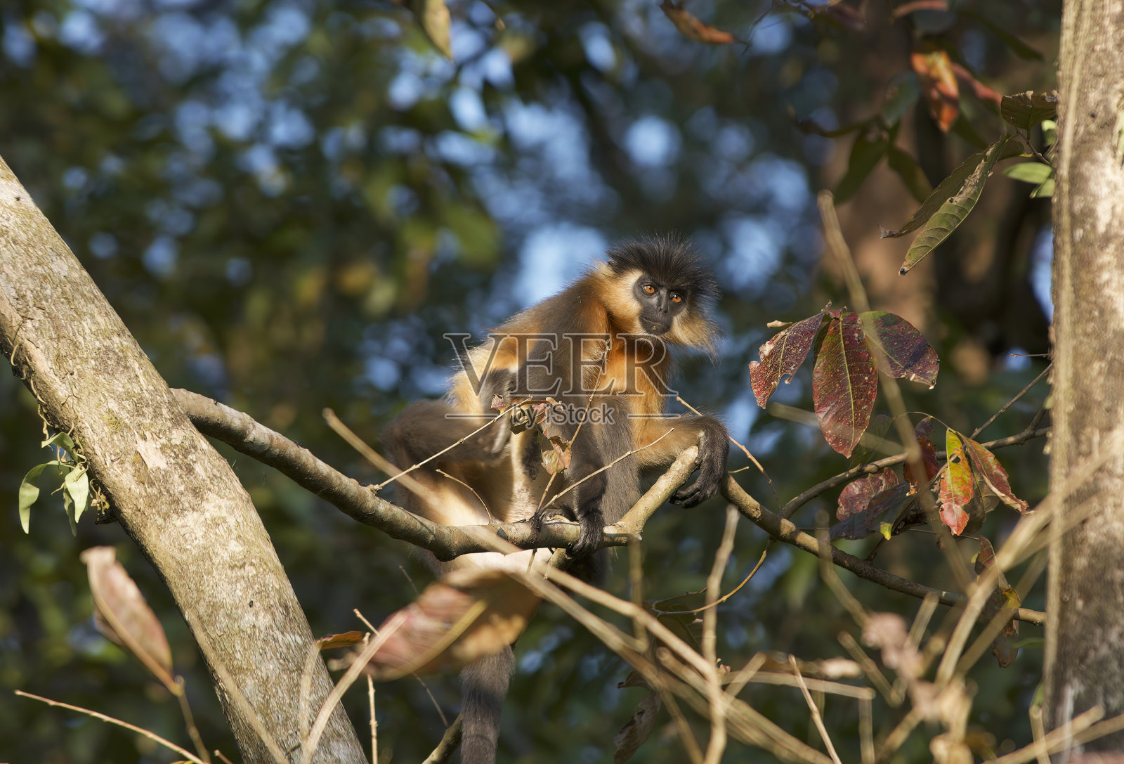 印度灵长类动物-集1 -一个混合的很多照片摄影图片