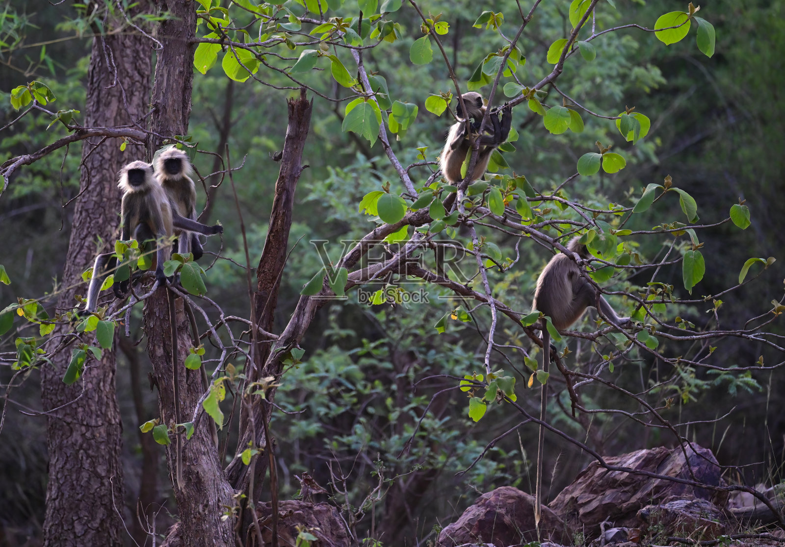印度灵长类动物-集1 -一个混合的很多照片摄影图片