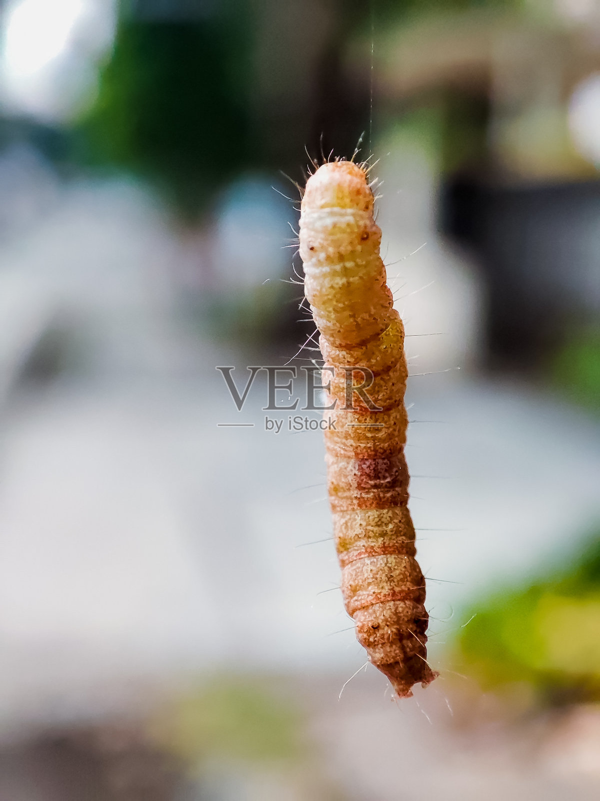 毛毛虫悬在空中照片摄影图片