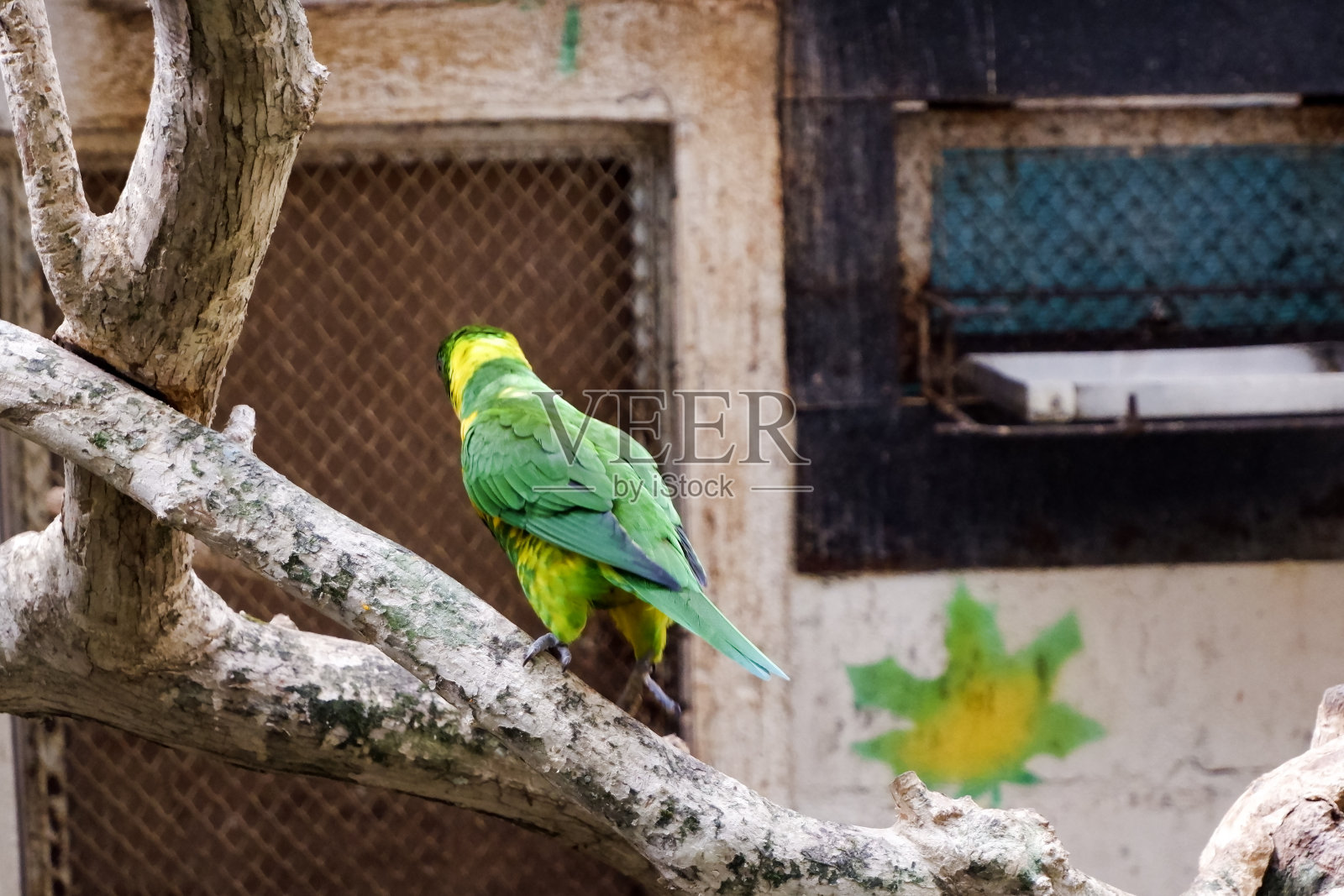 下午，爱德华兹鹦鹉栖息在它的围栏里。照片摄影图片