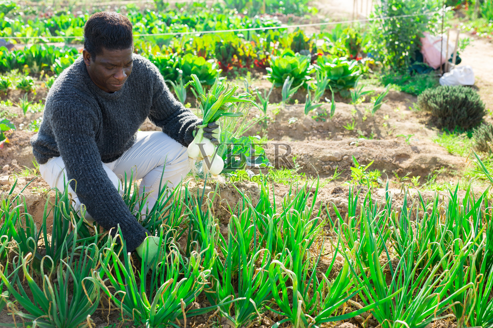 非裔美国男园丁在花园的床上收集洋葱照片摄影图片