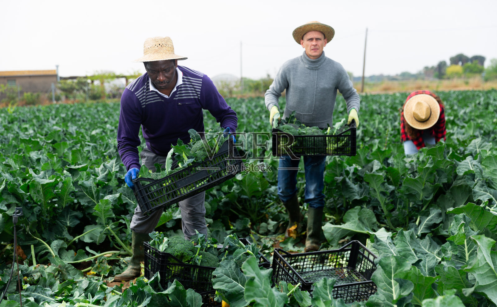 田地里的男工人把花椰菜堆在盒子里照片摄影图片