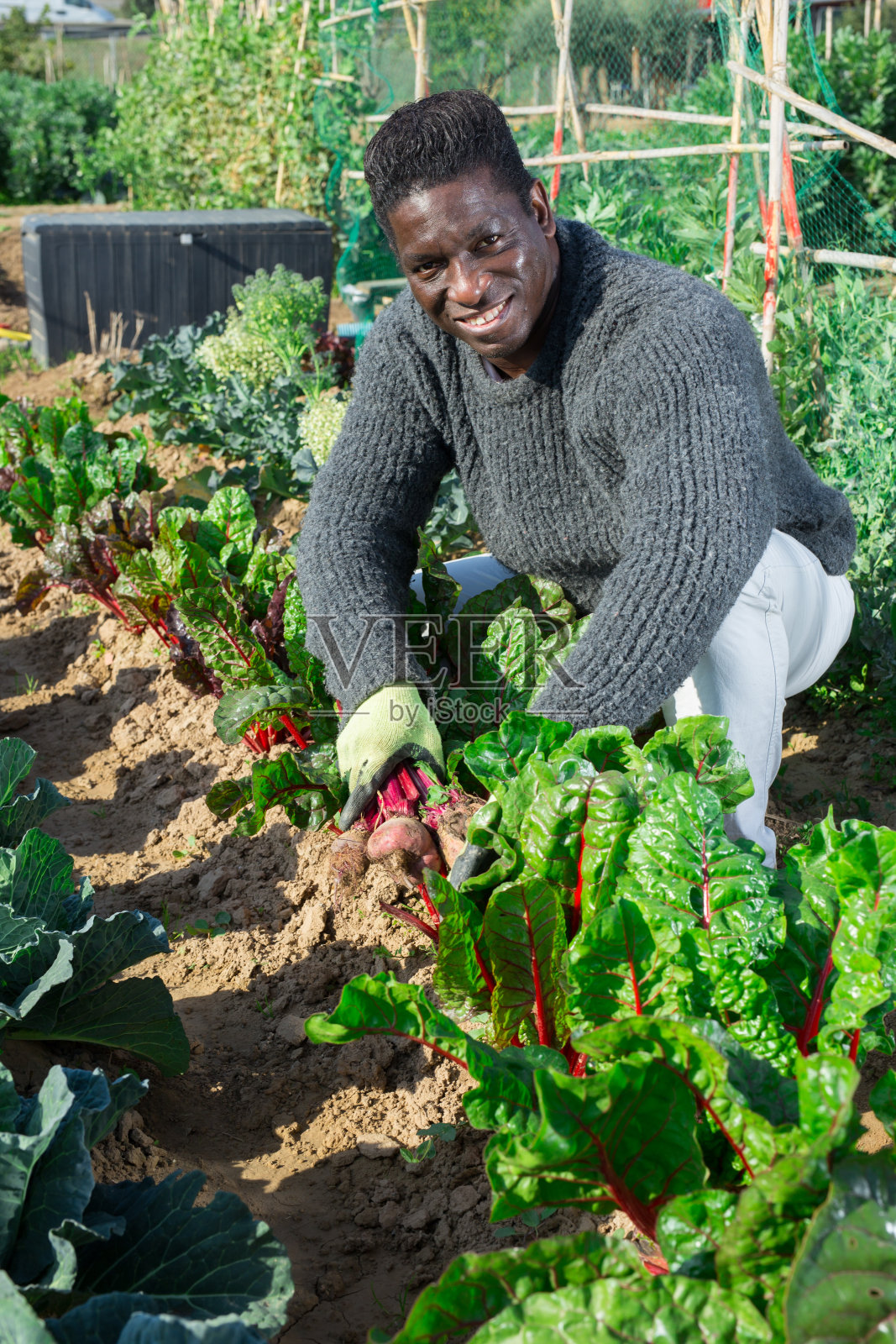 非洲裔美国农民收获新鲜甜菜根照片摄影图片
