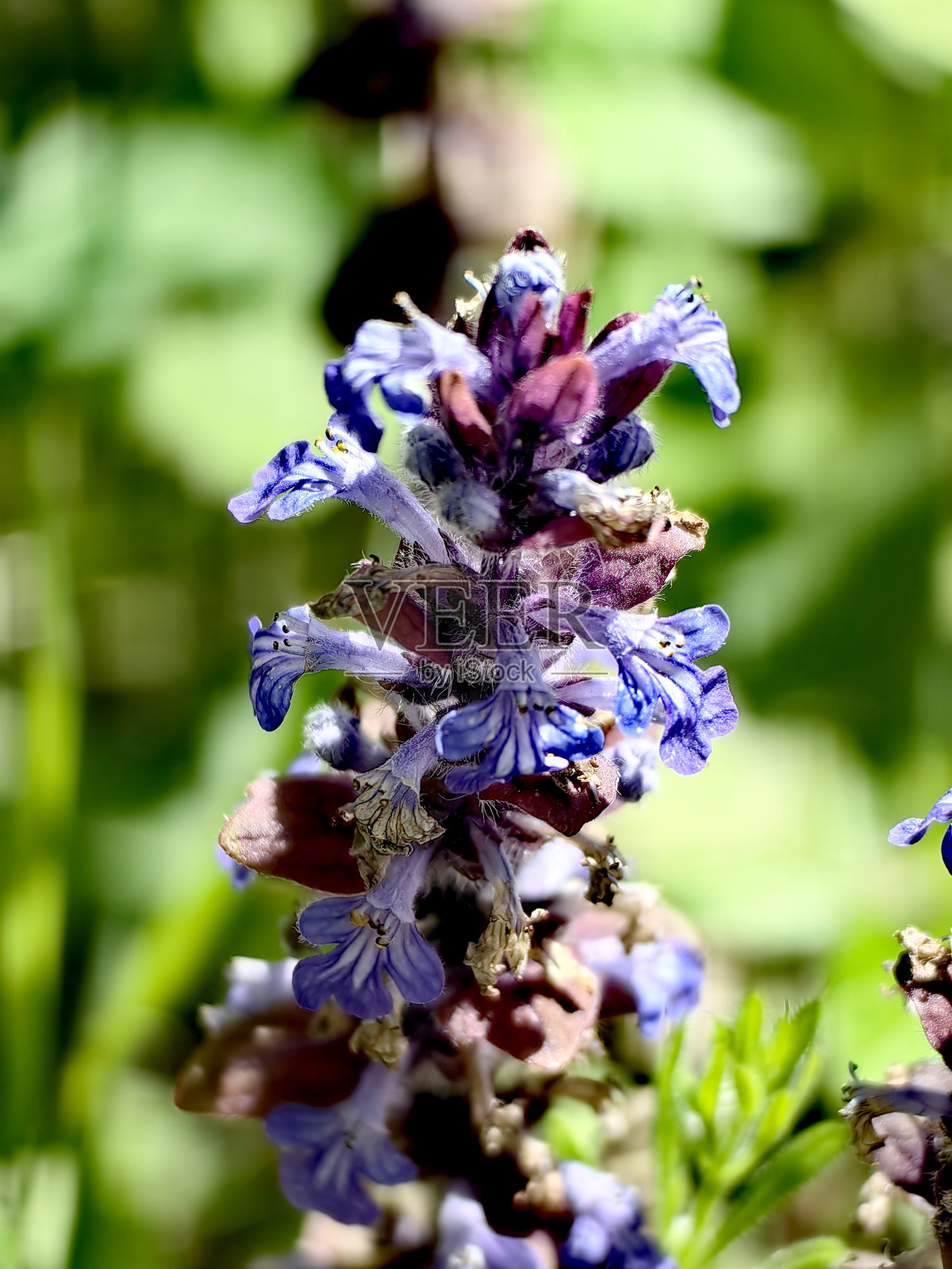 汉堡周边的自然风光照片照片摄影图片