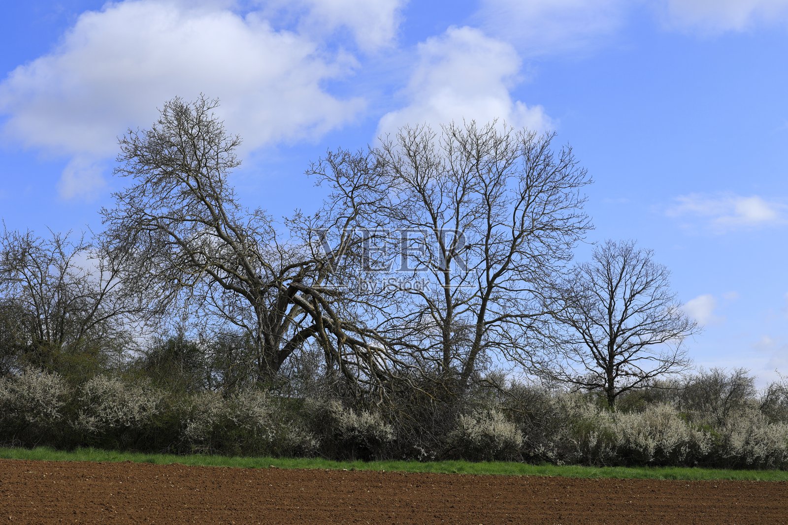 落叶树的树冠折断了照片摄影图片