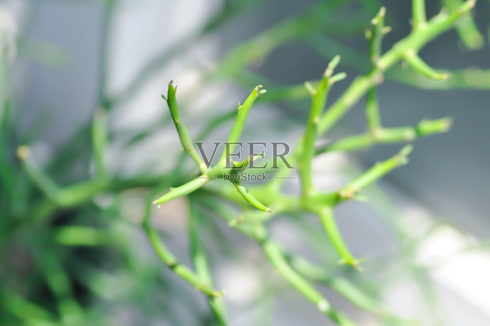 白雀珊瑚照片摄影图片