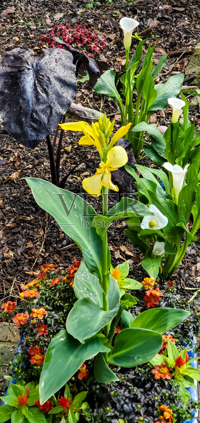 花-美人蕉百合照片摄影图片