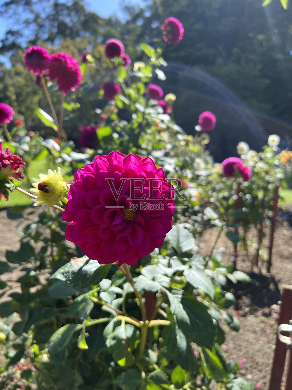 花-大丽花块茎照片摄影图片