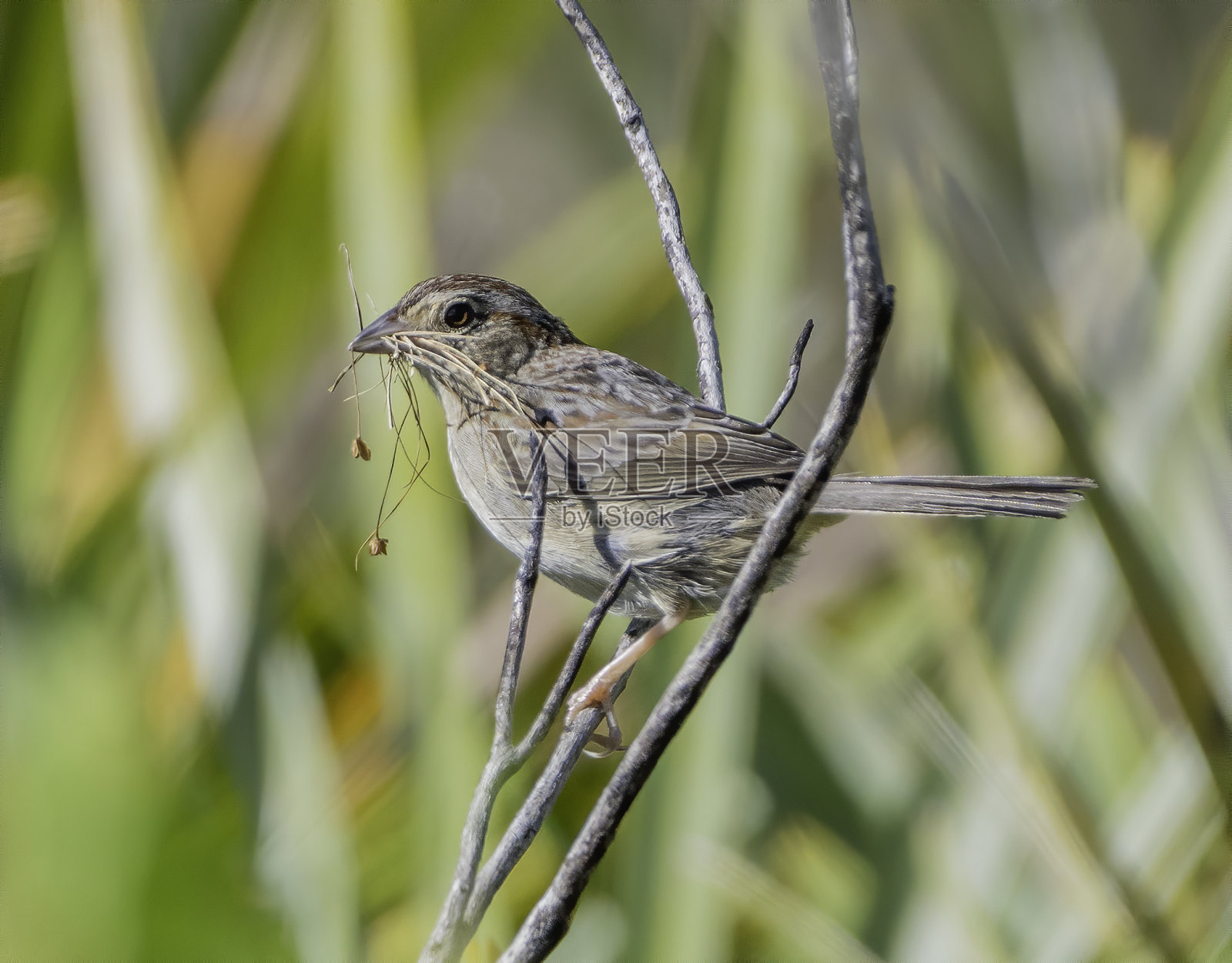 巴赫曼的麻雀照片摄影图片