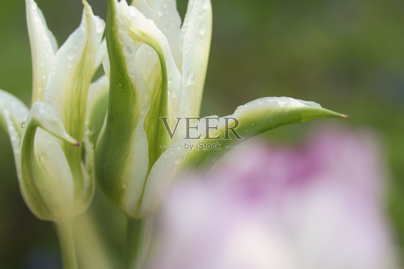 花瓣上的水滴照片摄影图片