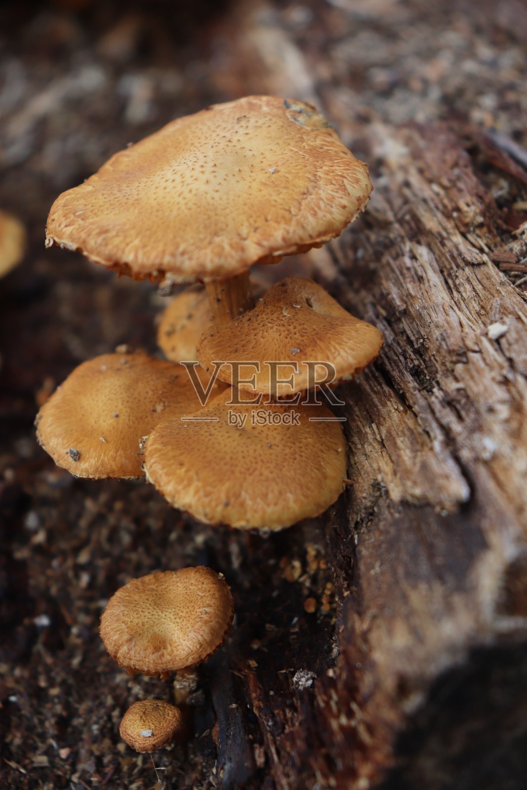 野蘑菇照片摄影图片