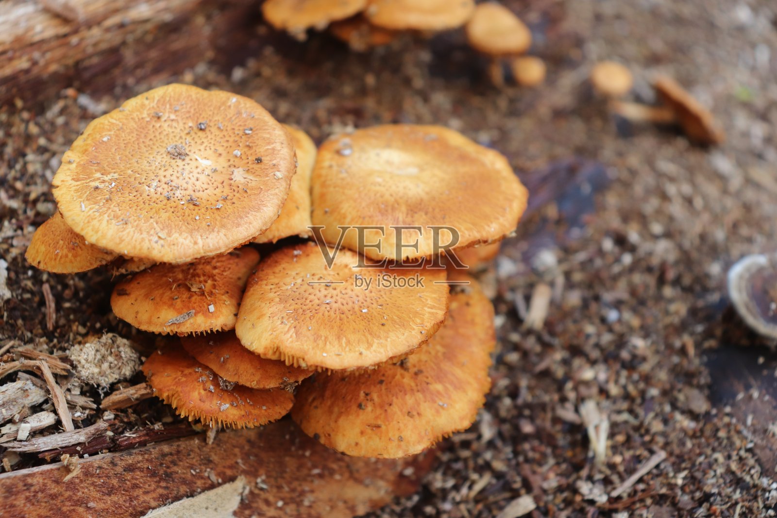 野蘑菇照片摄影图片