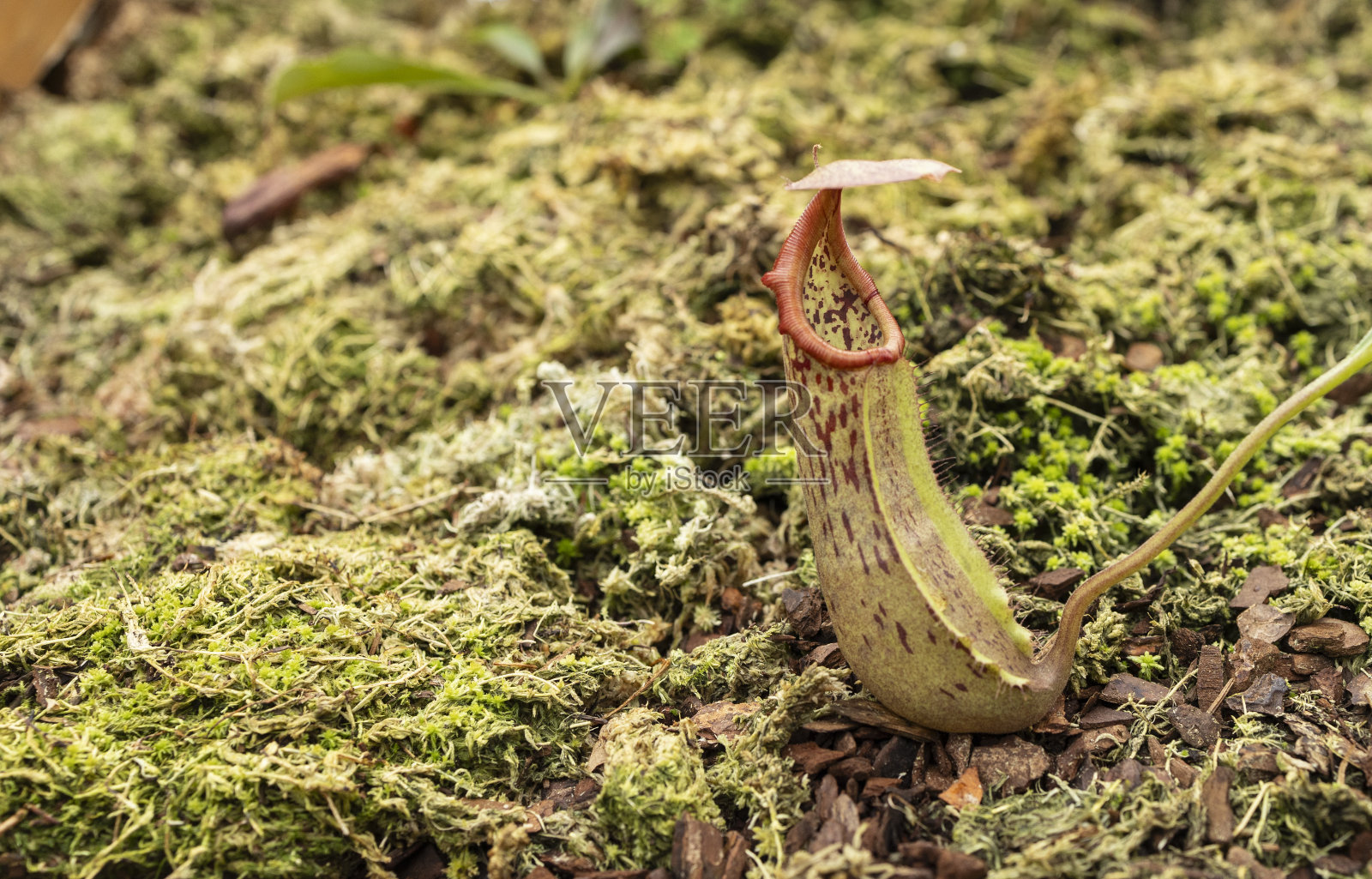 热带猪笼草照片摄影图片