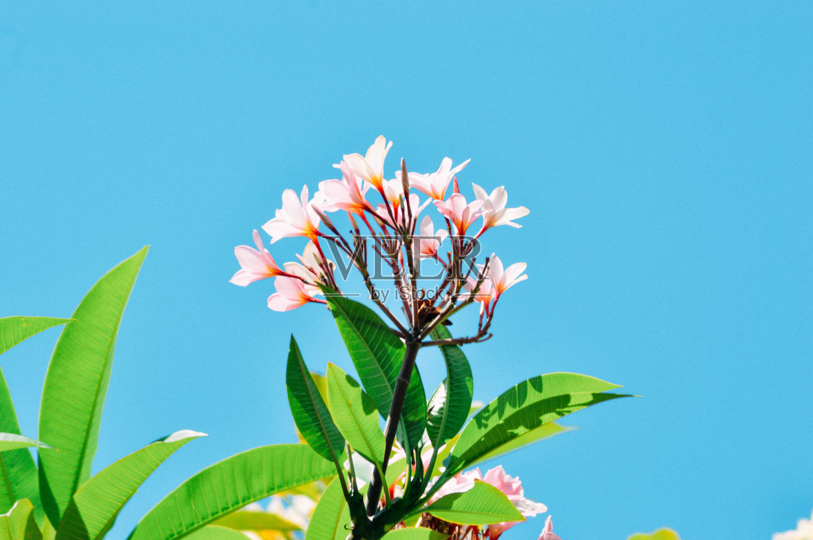 低角度观看白色粉红色盛开的凤仙花或鸡蛋花在烈日下晴朗的蓝天照片摄影图片
