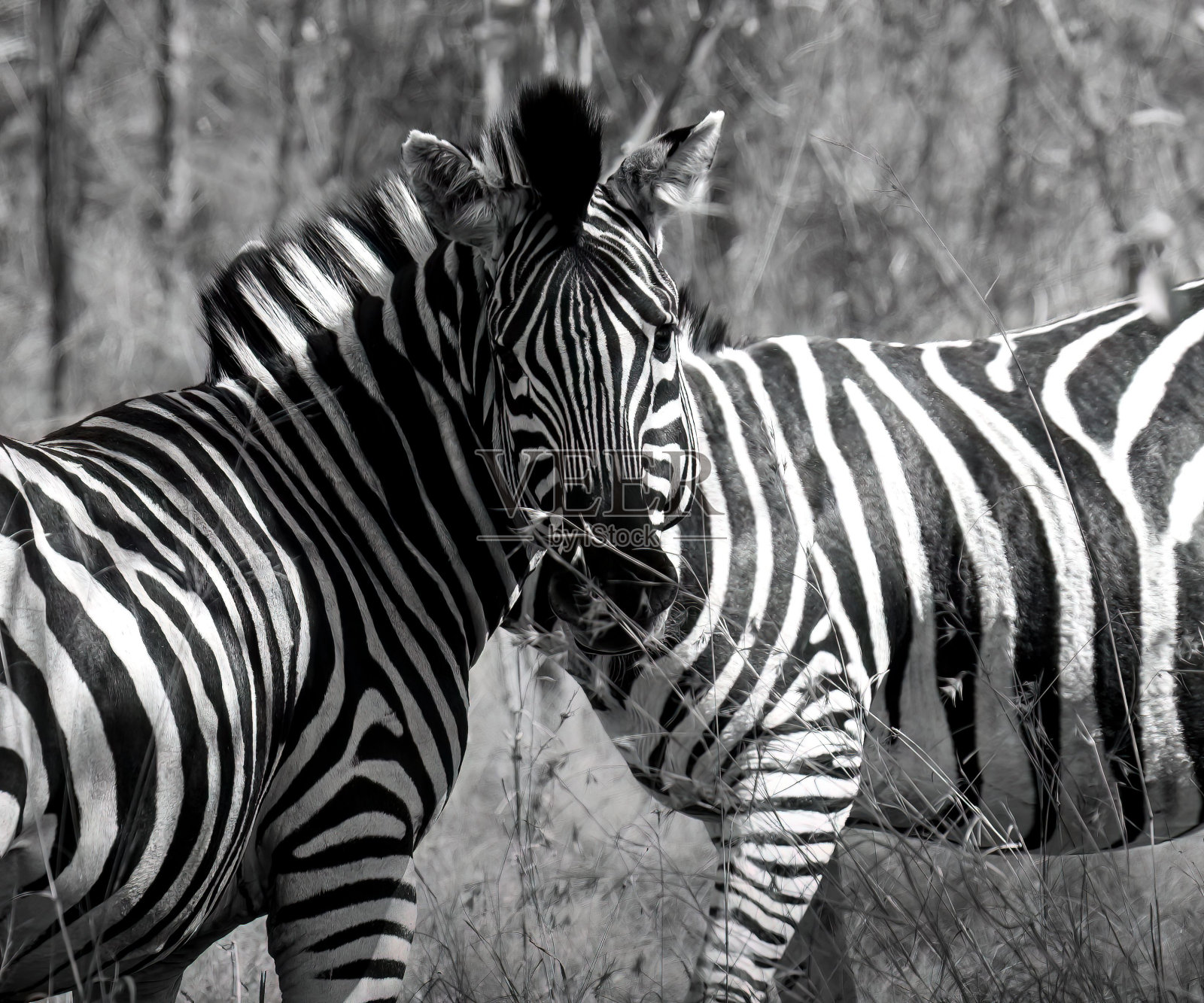 斑马站在草地上，背景模糊照片摄影图片
