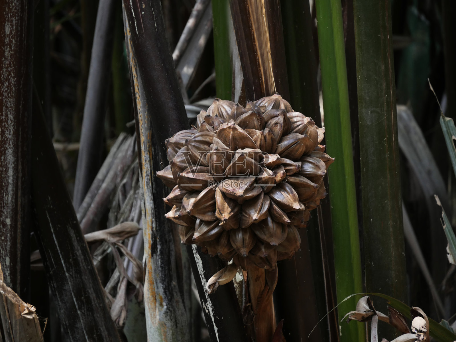 越南，湄公河三角洲，水棕榈果照片摄影图片
