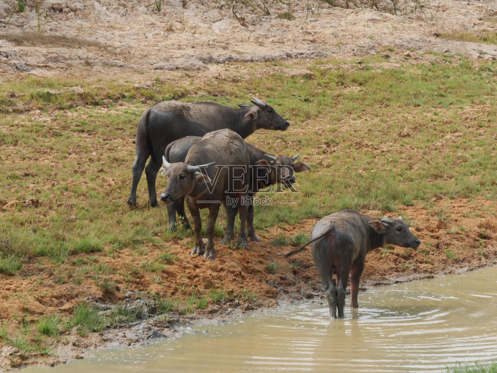 柬埔寨Seam Reap省河边的水牛照片摄影图片