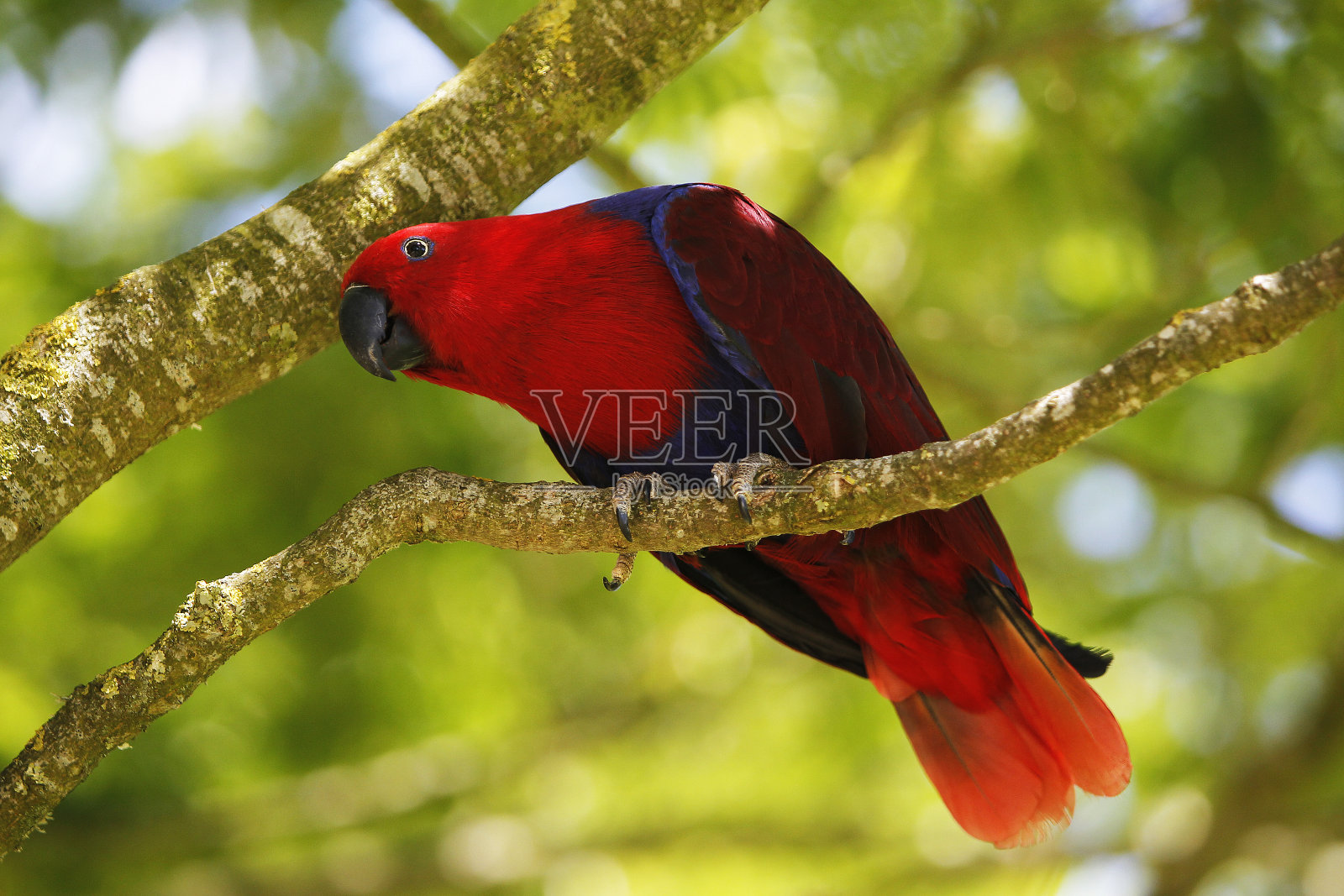 不拘一格的鹦鹉，不拘一格的鹦鹉，雌性站在树枝上照片摄影图片