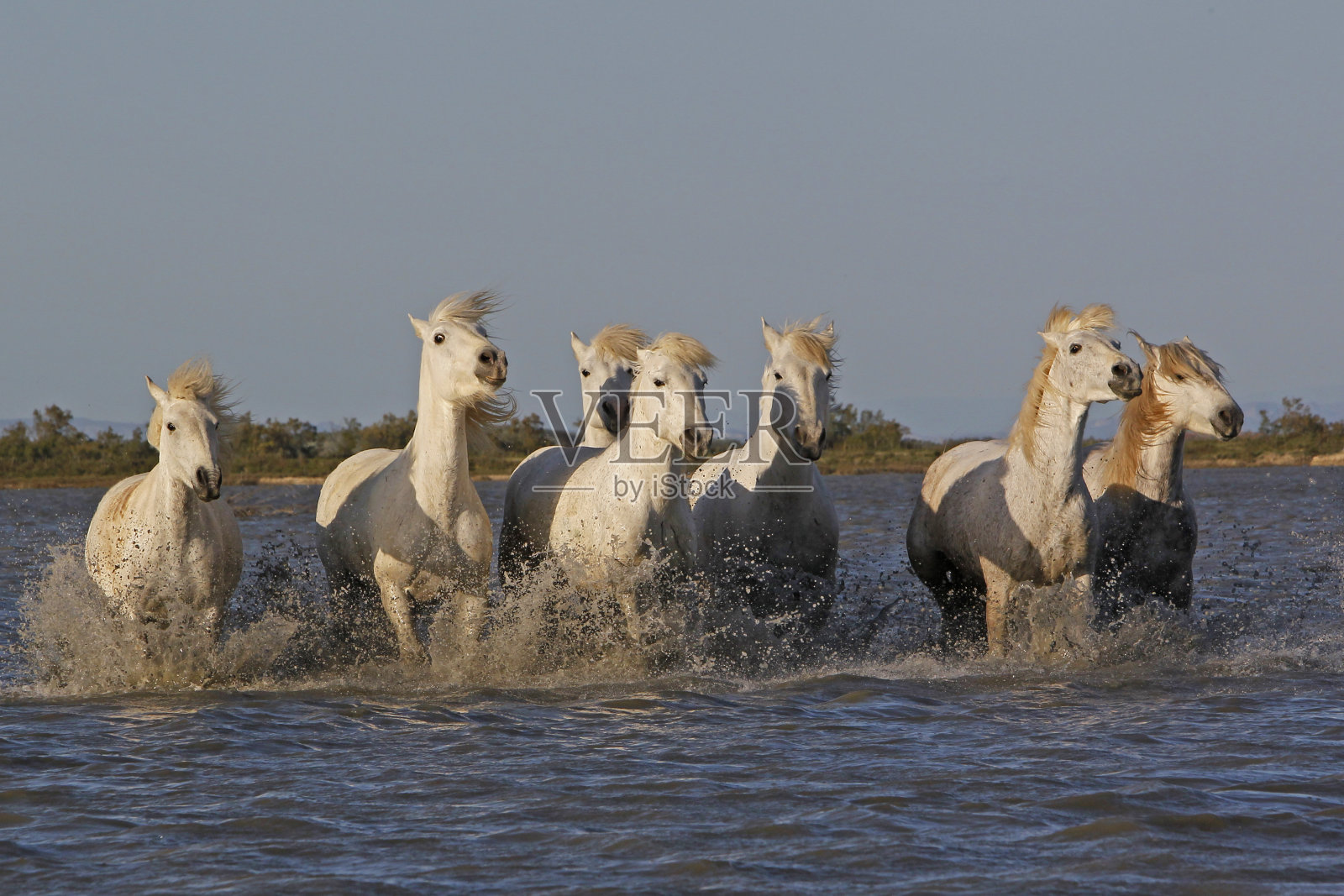 卡马尔格马，沼泽牧群，法国南部圣玛丽德拉梅尔照片摄影图片