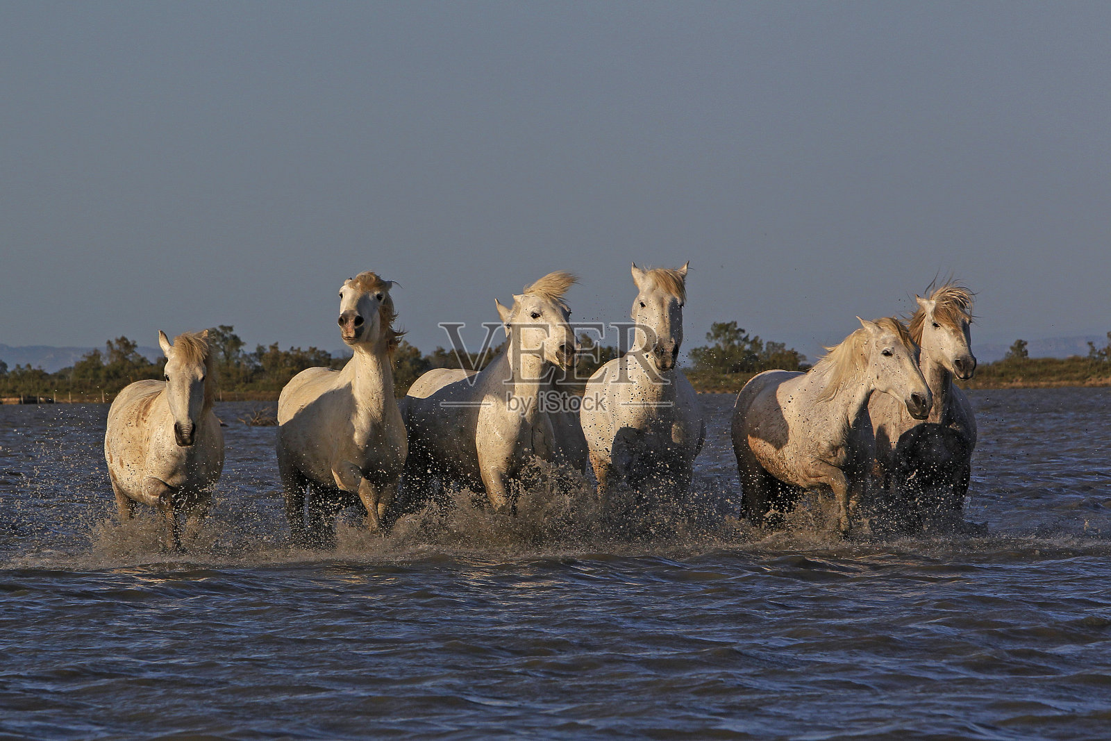 卡马尔格马，沼泽牧群，法国南部圣玛丽德拉梅尔照片摄影图片