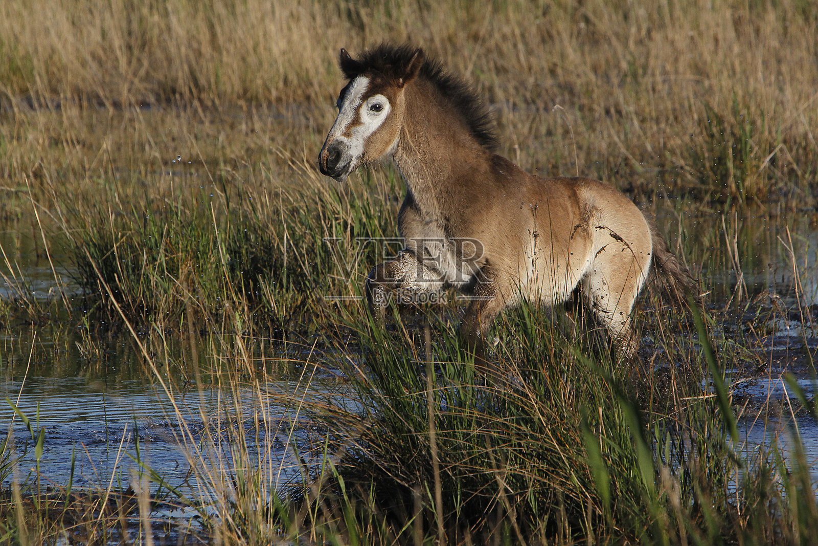 卡马尔格马，小马驹站在沼泽里，法国南部圣玛丽德拉梅尔照片摄影图片