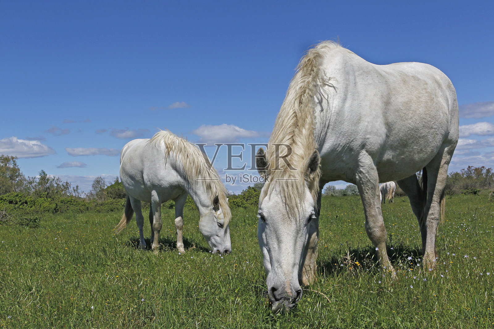 站在草地上的马，法国南部的圣玛丽照片摄影图片
