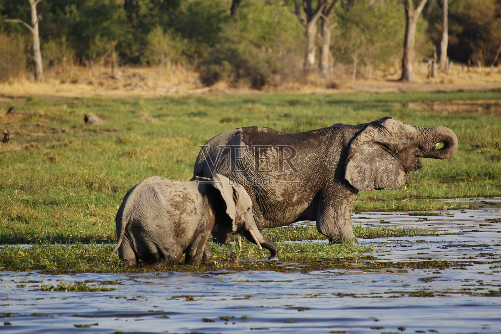 非洲象，非洲象，母象和幼象在科瓦伊河，莫雷米保护区，博茨瓦纳的奥卡万戈三角洲照片摄影图片