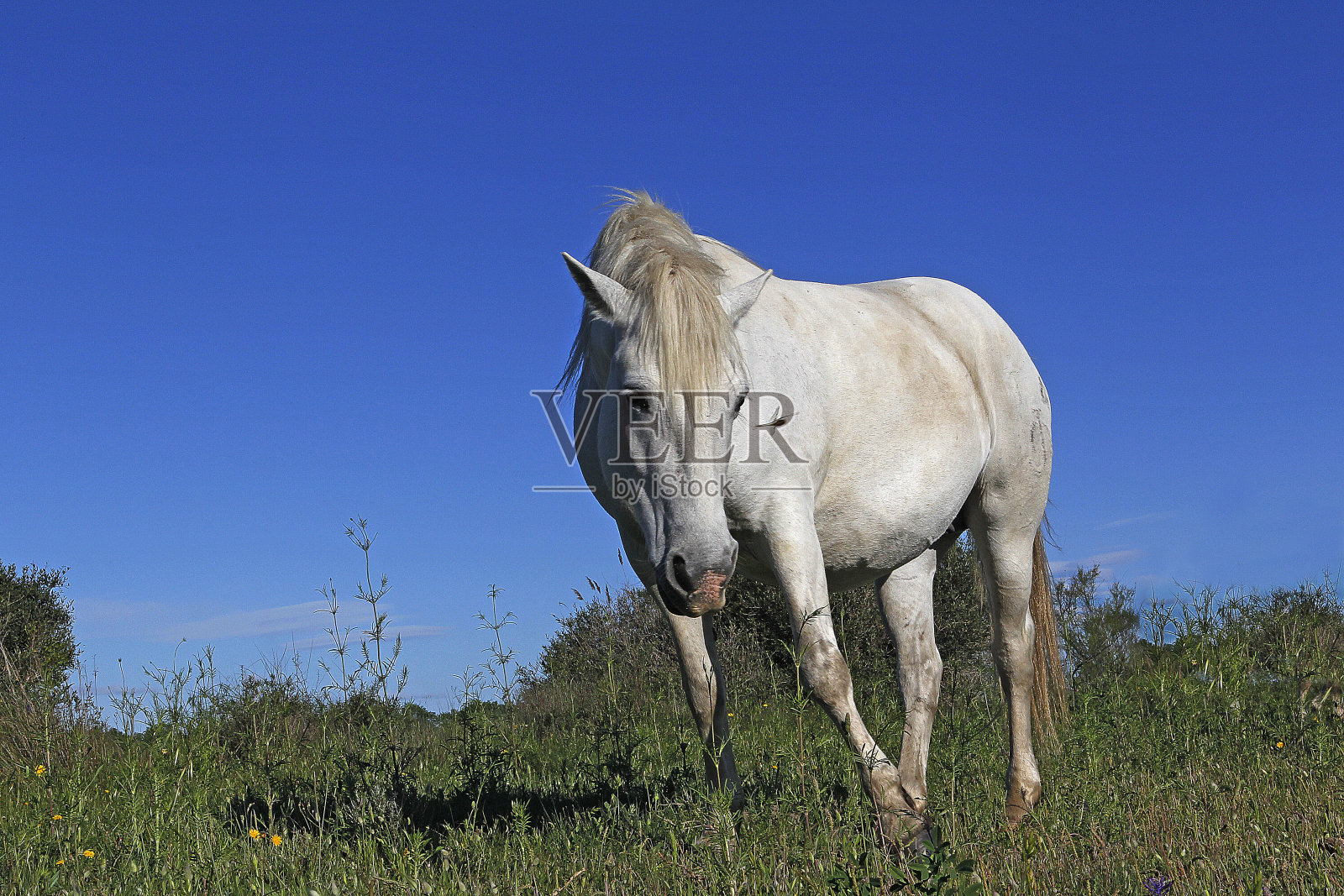 站在草地上的马，法国南部的圣玛丽照片摄影图片