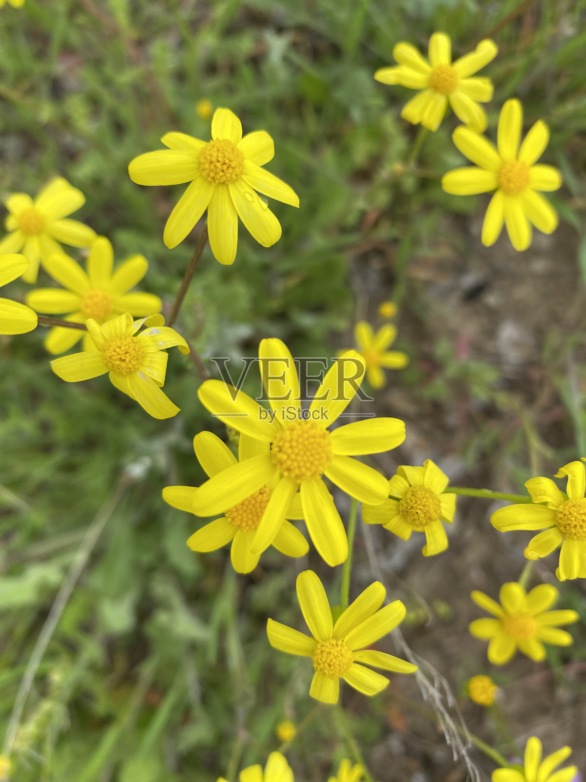 黄色的雏菊照片摄影图片