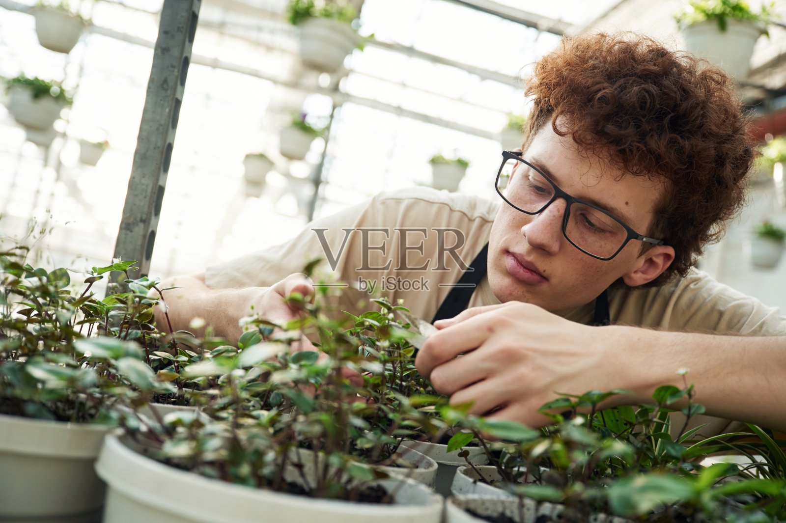 专业工人正在照顾植物。一个戴眼镜的卷发年轻人在温室里照片摄影图片