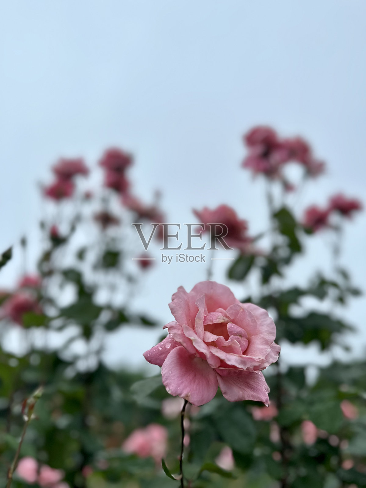 日本东京的庆成花园照片摄影图片