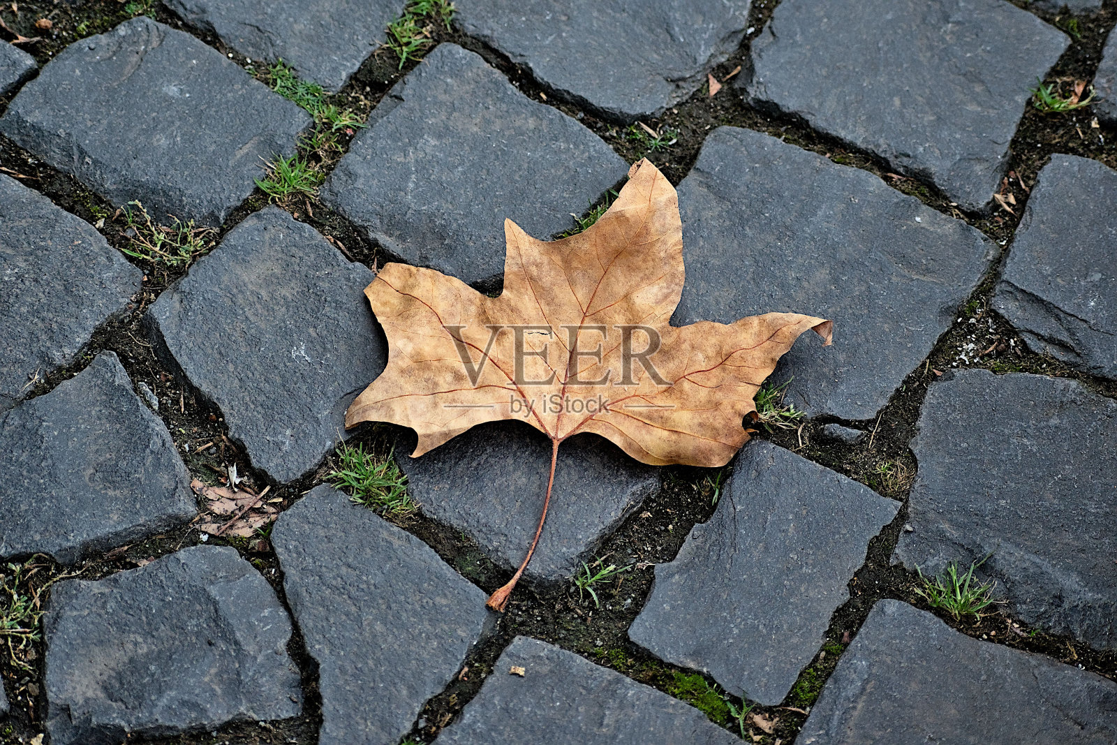 小路上的枯叶照片摄影图片