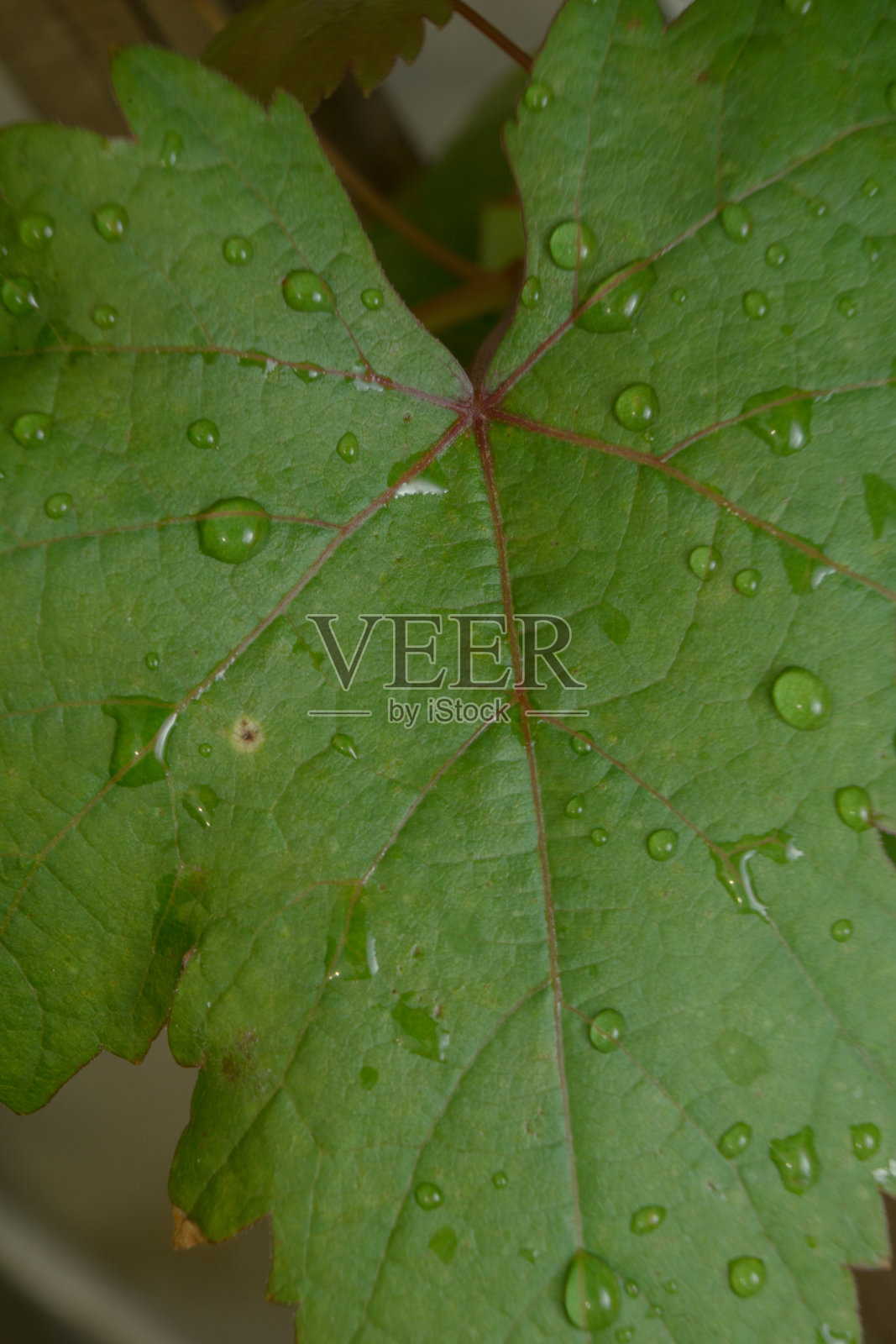 葡萄叶与水滴特写细节纹理照片摄影图片