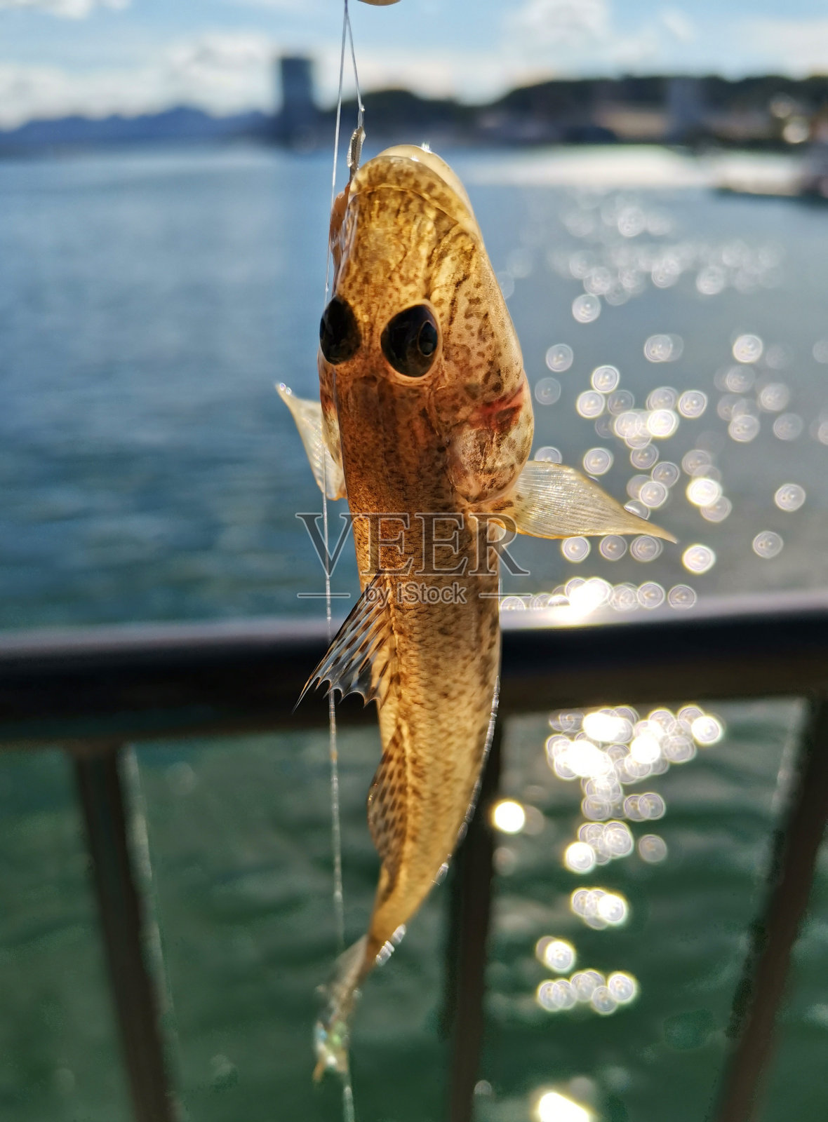 刚在海滩上捕获的虾虎鱼照片摄影图片