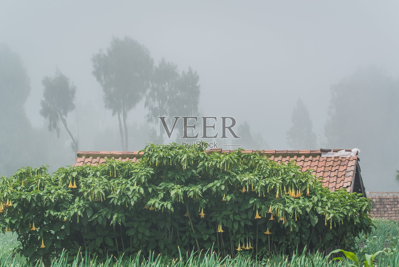 雾花楼照片摄影图片