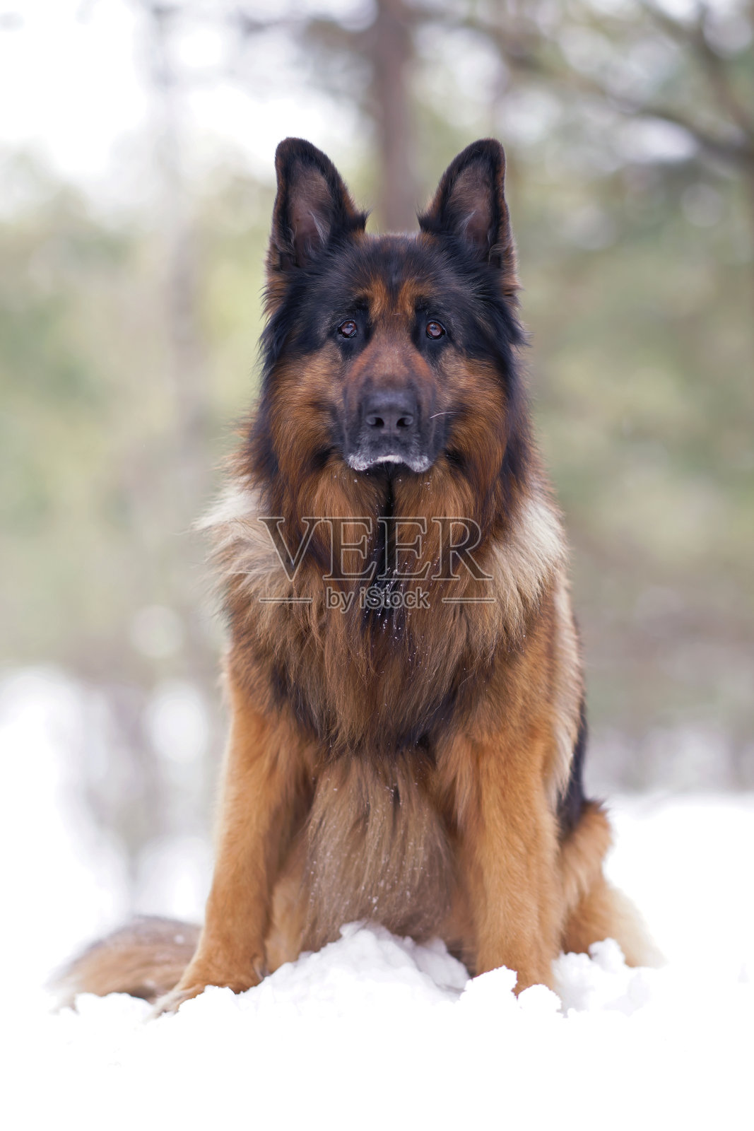 严肃的成年长毛黑棕色德国牧羊犬冬天坐在户外雪地上摆姿势照片摄影图片
