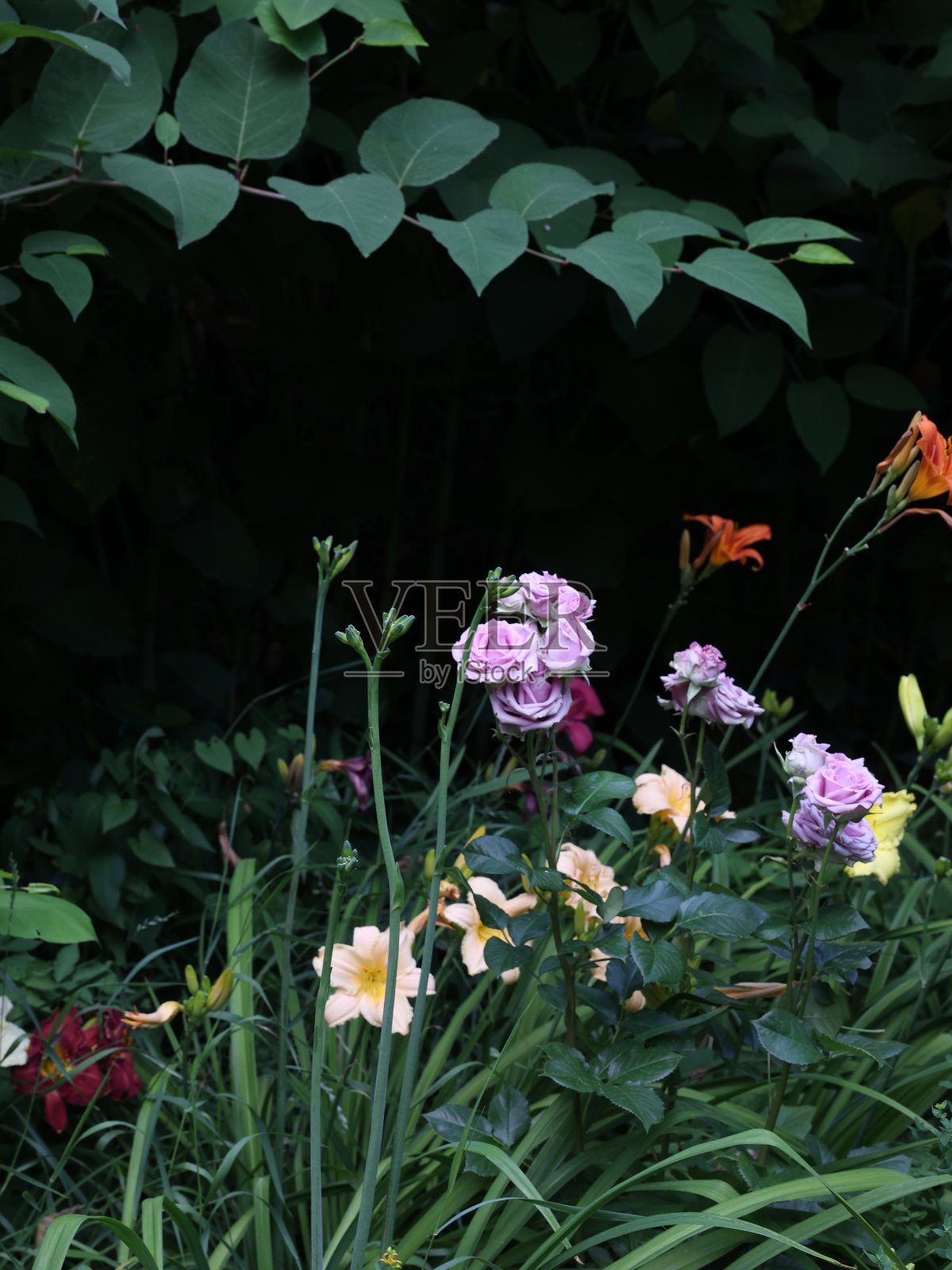 花园里五颜六色的花，深绿色的背景照片摄影图片