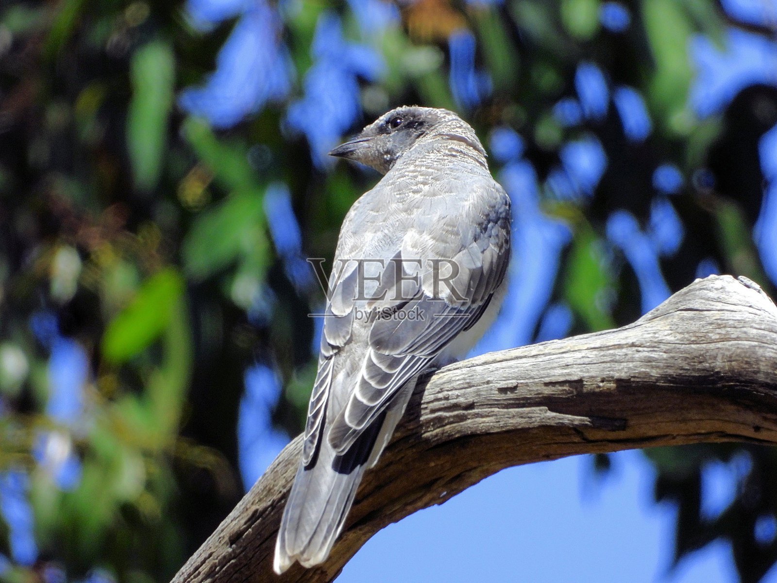 拉拉拉拉，澳大利亚维多利亚照片摄影图片